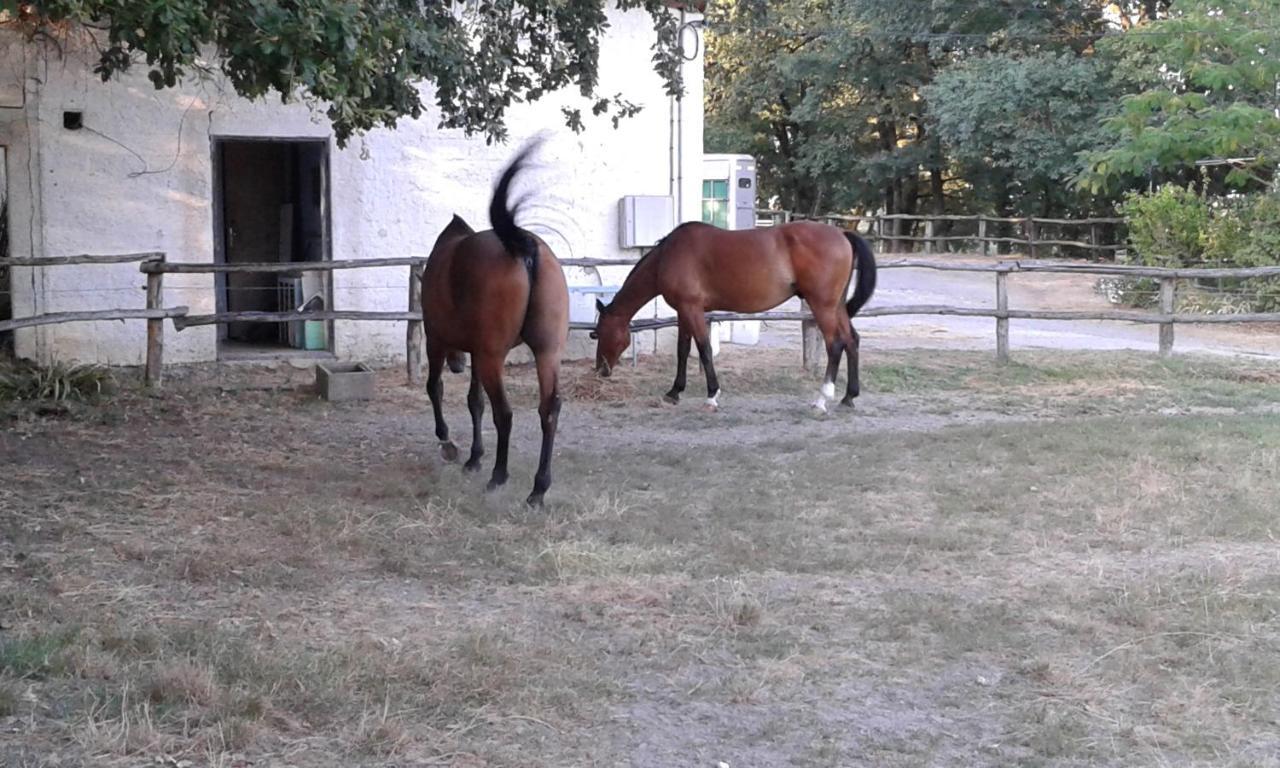 فيلا Ferme Equestre Des Abrons Pailloles المظهر الخارجي الصورة